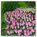 Pays-Bas KEUKENHOF 04-2023 n03