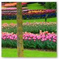 Pays-Bas KEUKENHOF 04-2023 n12