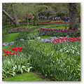 Pays-Bas KEUKENHOF 04-2023 n14