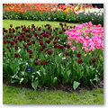 Pays-Bas KEUKENHOF 04-2023 n15