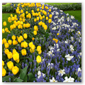 Pays-Bas KEUKENHOF 04-2023 n16