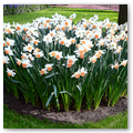 Pays-Bas KEUKENHOF 04-2023 n17