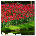 Pays-Bas KEUKENHOF 04-2023 n18