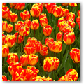 Pays-Bas KEUKENHOF 04-2023 n19